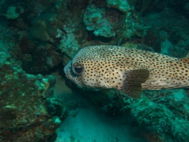 Porcupinefish IMG 6045